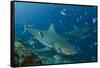 Bull Shark, Commercial Shark Feeding, Benga Lagoon, Viti Levu, Fiji-Pete Oxford-Framed Stretched Canvas