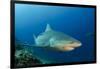 Bull Shark, Commercial Shark Feeding, Benga Lagoon, Viti Levu, Fiji-Pete Oxford-Framed Photographic Print