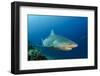 Bull Shark, Commercial Shark Feeding, Benga Lagoon, Viti Levu, Fiji-Pete Oxford-Framed Photographic Print