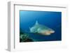 Bull Shark, Commercial Shark Feeding, Benga Lagoon, Viti Levu, Fiji-Pete Oxford-Framed Photographic Print