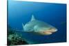 Bull Shark, Commercial Shark Feeding, Benga Lagoon, Viti Levu, Fiji-Pete Oxford-Stretched Canvas