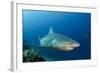 Bull Shark, Commercial Shark Feeding, Benga Lagoon, Viti Levu, Fiji-Pete Oxford-Framed Photographic Print