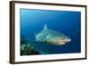 Bull Shark, Commercial Shark Feeding, Benga Lagoon, Viti Levu, Fiji-Pete Oxford-Framed Photographic Print