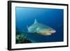 Bull Shark, Commercial Shark Feeding, Benga Lagoon, Viti Levu, Fiji-Pete Oxford-Framed Photographic Print