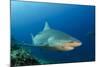 Bull Shark, Commercial Shark Feeding, Benga Lagoon, Viti Levu, Fiji-Pete Oxford-Mounted Photographic Print