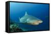 Bull Shark, Commercial Shark Feeding, Benga Lagoon, Viti Levu, Fiji-Pete Oxford-Framed Stretched Canvas