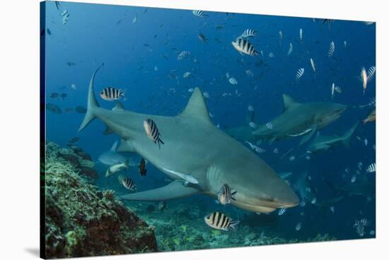 Bull Shark, Commercial Shark Feeding, Benga Lagoon, Viti Levu, Fiji-Pete Oxford-Stretched Canvas