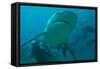Bull Shark Diver in Background-null-Framed Stretched Canvas