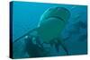 Bull Shark Diver in Background-null-Stretched Canvas