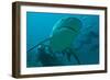 Bull Shark Diver in Background-null-Framed Photographic Print
