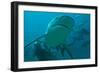 Bull Shark Diver in Background-null-Framed Photographic Print