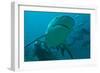 Bull Shark Diver in Background-null-Framed Photographic Print