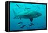 Bull Shark Female-null-Framed Stretched Canvas