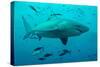 Bull Shark Female-null-Stretched Canvas