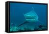 Bull Shark Female-null-Framed Stretched Canvas