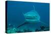 Bull Shark Female-null-Stretched Canvas