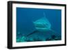 Bull Shark Female-null-Framed Photographic Print