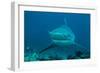 Bull Shark Female-null-Framed Photographic Print