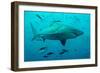 Bull Shark Female-null-Framed Photographic Print