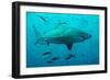 Bull Shark Female-null-Framed Photographic Print