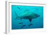 Bull Shark Female-null-Framed Photographic Print