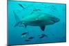 Bull Shark Female-null-Mounted Photographic Print