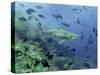 Bull Shark Swimming Through Fish-null-Stretched Canvas