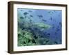 Bull Shark Swimming Through Fish-null-Framed Photographic Print