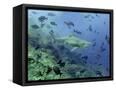 Canvas Black