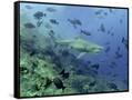 Canvas Black