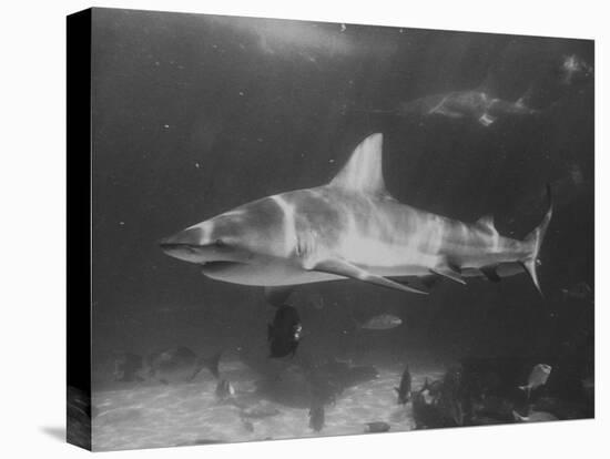 Bull Shark-Peter Stackpole-Stretched Canvas