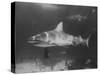 Bull Shark-Peter Stackpole-Stretched Canvas