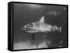 Bull Shark-Peter Stackpole-Framed Stretched Canvas