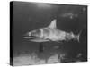 Bull Shark-Peter Stackpole-Stretched Canvas