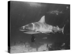 Bull Shark-Peter Stackpole-Stretched Canvas
