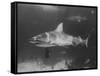 Bull Shark-Peter Stackpole-Framed Stretched Canvas