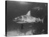 Bull Shark-Peter Stackpole-Stretched Canvas