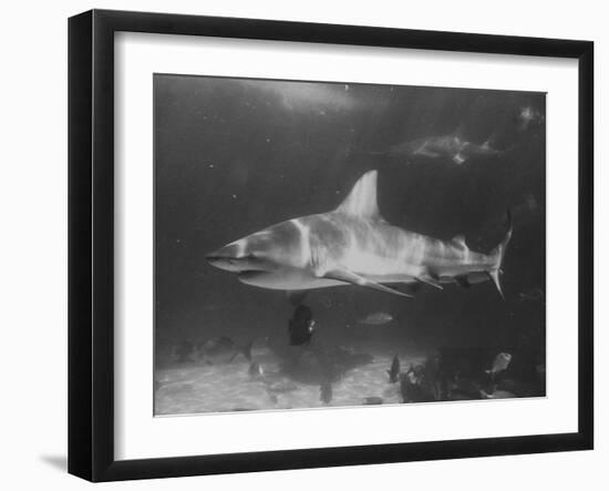 Bull Shark-Peter Stackpole-Framed Premium Photographic Print