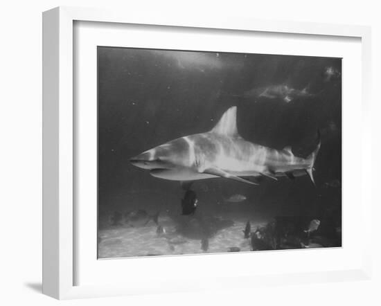 Bull Shark-Peter Stackpole-Framed Premium Photographic Print