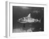 Bull Shark-Peter Stackpole-Framed Premium Photographic Print