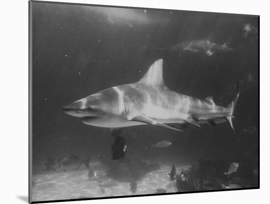 Bull Shark-Peter Stackpole-Mounted Premium Photographic Print