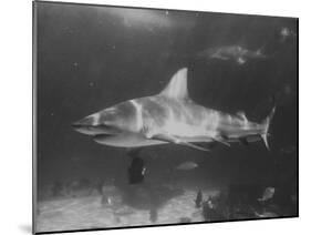 Bull Shark-Peter Stackpole-Mounted Premium Photographic Print