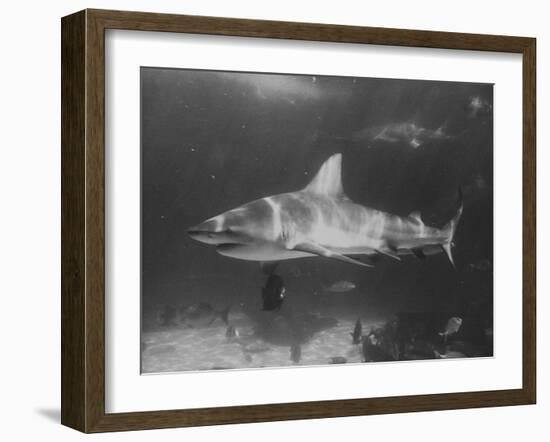 Bull Shark-Peter Stackpole-Framed Photographic Print