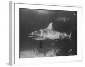 Bull Shark-Peter Stackpole-Framed Photographic Print