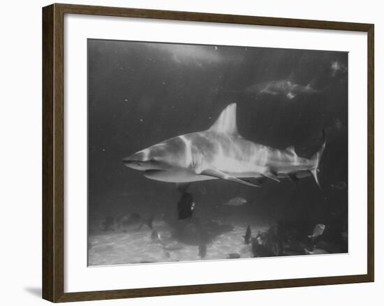 Bull Shark-Peter Stackpole-Framed Photographic Print