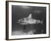Bull Shark-Peter Stackpole-Framed Photographic Print