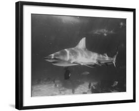 Bull Shark-Peter Stackpole-Framed Photographic Print