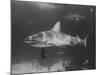 Bull Shark-Peter Stackpole-Mounted Photographic Print