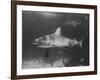 Bull Shark-Peter Stackpole-Framed Photographic Print