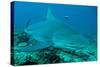 Bull Shark-null-Stretched Canvas